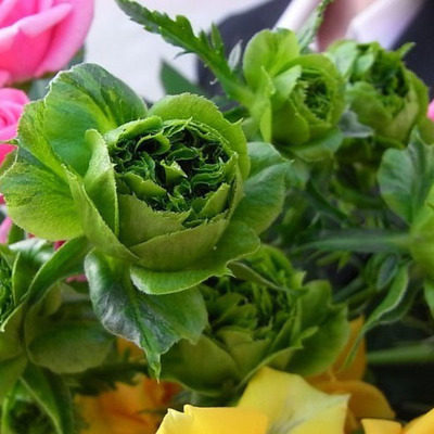 园丁日记 结绿珍(微月)多头绿色玫瑰月季花苗迷你盆栽阳台 老园丁