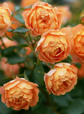 园丁日记 蜂蜜焦糖(大藤本) 橙色月季花苗庭院花墙围栏四季开花