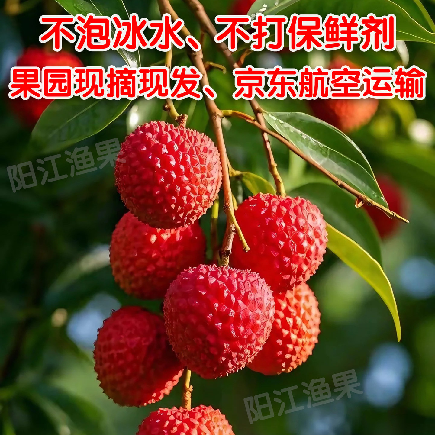 糯米糍荔枝妃子桂笑白糖滋味罂巨冰水果美人进奉岭丰荔枝广东阳江