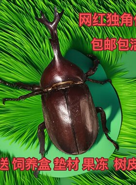 独角仙2025新虫宠物成虫活体网红独角仙甲虫大力士独角仙活虫包活