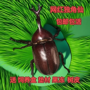 独角仙2025新虫宠物成虫活体网红独角仙甲虫大力士独角仙活虫包活