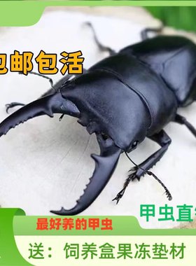 中华大扁锹甲虫成虫宠物活体昆虫巨型锹甲虫夹子虫爬虫好斗锹形虫
