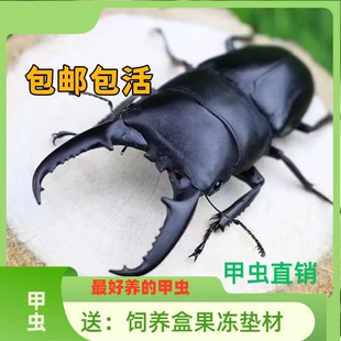 中华大扁锹甲虫成虫宠物活体昆虫巨型锹甲虫夹子虫爬虫好斗锹形虫