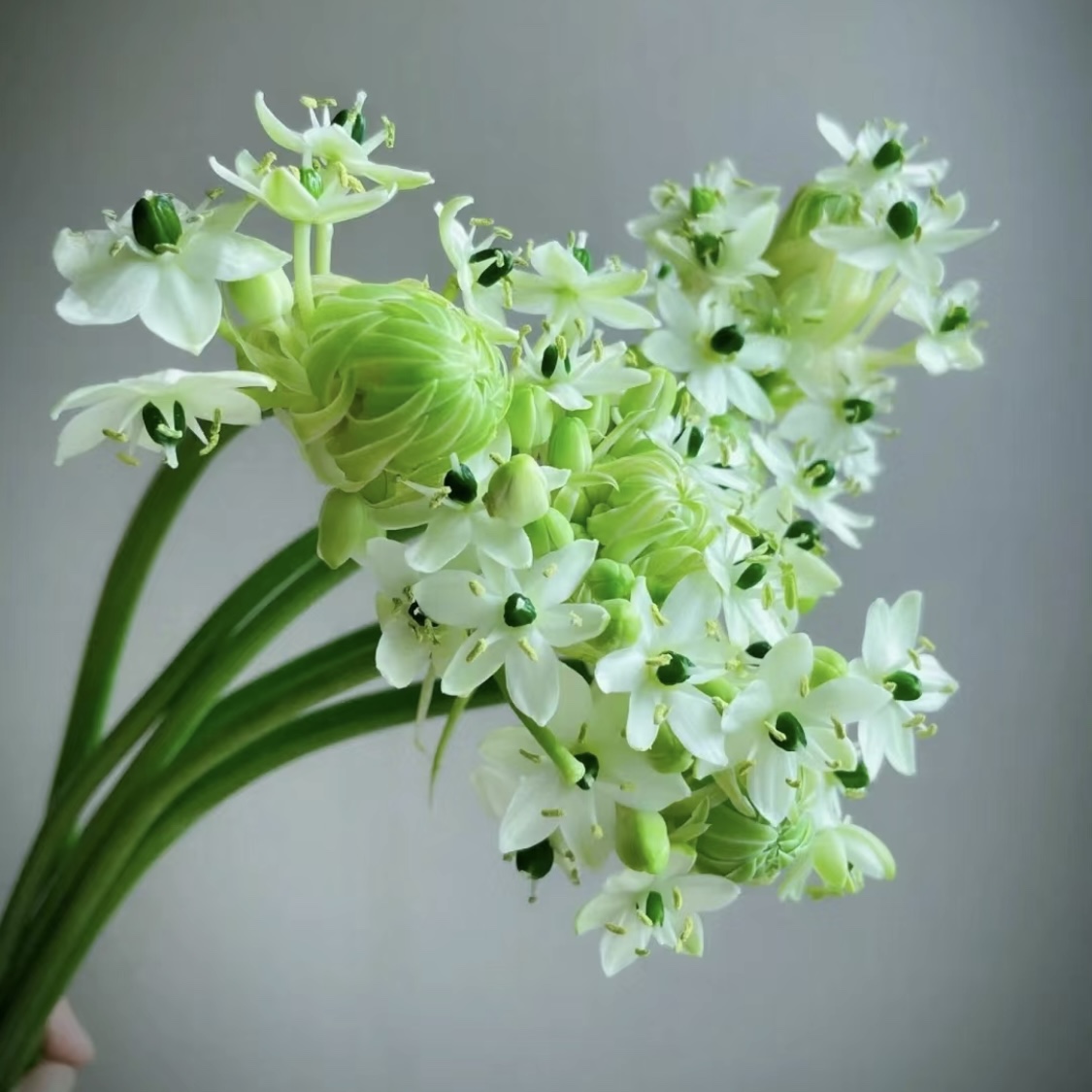 天鹅绒鲜花伯利恒之星高端稀有小众花材家庭瓶插花艺婚庆手捧花束