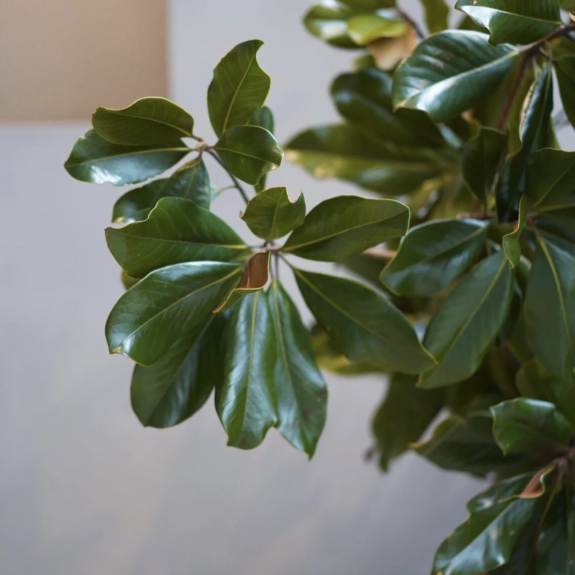 玉兰叶小众精品配叶家庭瓶插花艺婚庆节日比赛装饰花束用应季花材