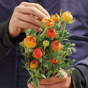 洋牡丹鲜切花小众稀有精品花材家庭瓶插花艺婚庆节日比赛装饰花束