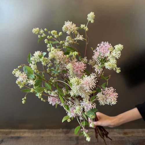 美洲茶小众稀有花材瓶插花艺手捧