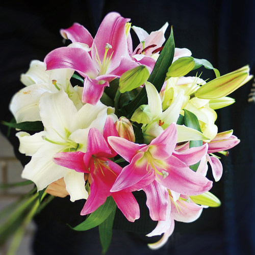 香水百合鲜切花家庭办公室常用花