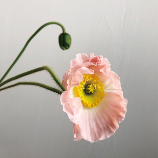 虞美人鲜切花应季花材办公室家庭瓶插花艺婚庆节日比赛花束常用花