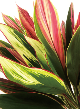 朱蕉叶鲜切花家庭瓶插中式日式花艺婚庆假日比赛装饰花束花材配叶