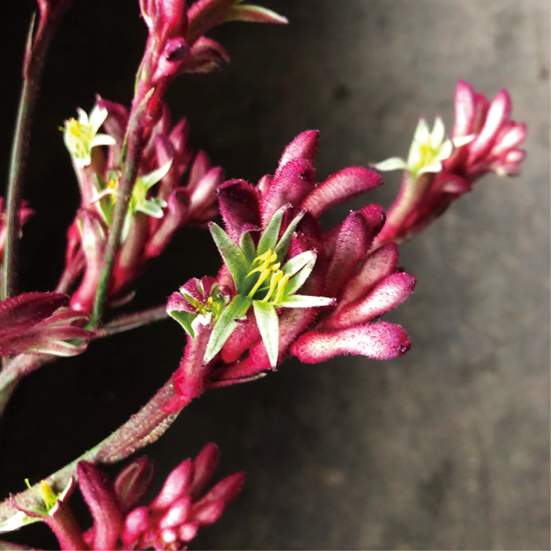 袋鼠爪鲜切花瓶插/花艺/花束常用花材昆明斗南直发顺丰空运直达,鲜花速递/花卉仿真/绿植园艺,花材,淘宝优惠券,粉丝福利购,淘宝优惠卷