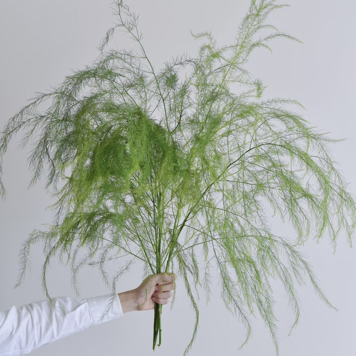 卢旋草芦笋草小众稀有精品花材家庭瓶插花艺婚庆节日比赛装饰花束