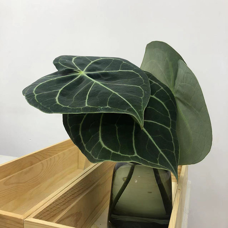 水晶叶精品稀有小众配叶桌面清新