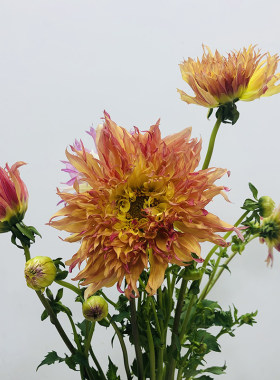 大丽花应季鲜花稀有品种花束百搭