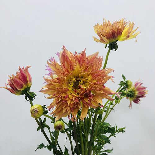 大丽花应季鲜花稀有品种花束百搭