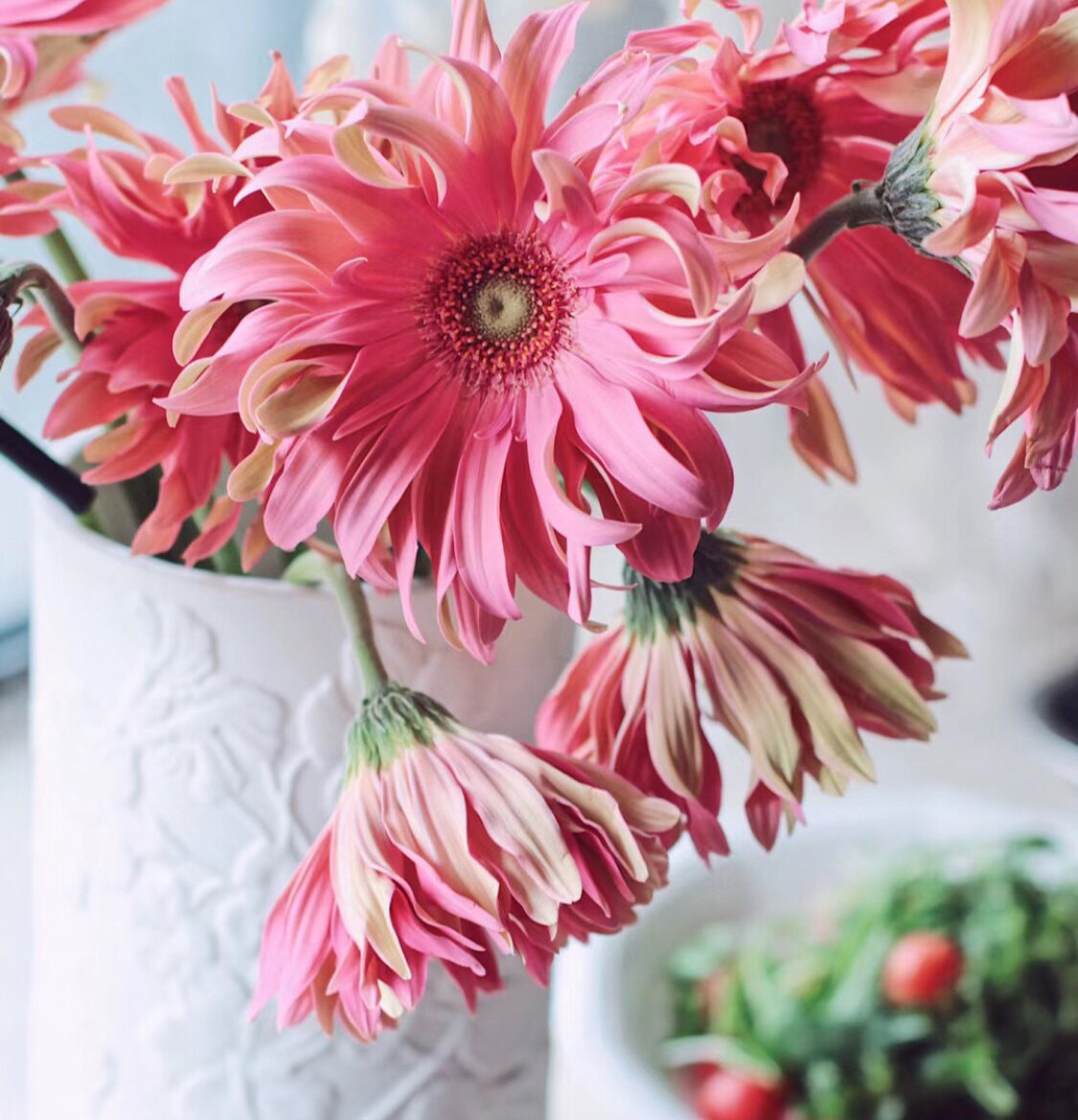 卷边非洲菊鲜切花小众稀有精品花材家庭瓶插花艺婚庆节日比赛装饰