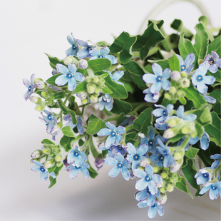 蓝星花鲜切花日系二次元风格高级感小众稀有花材昆明直发顺丰空运