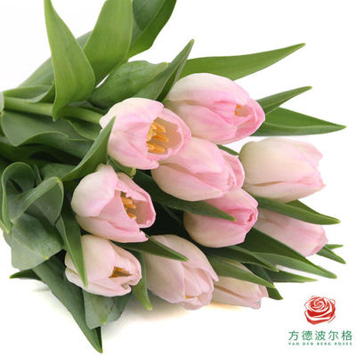 稀有小众进口种球实惠郁金香瓶插