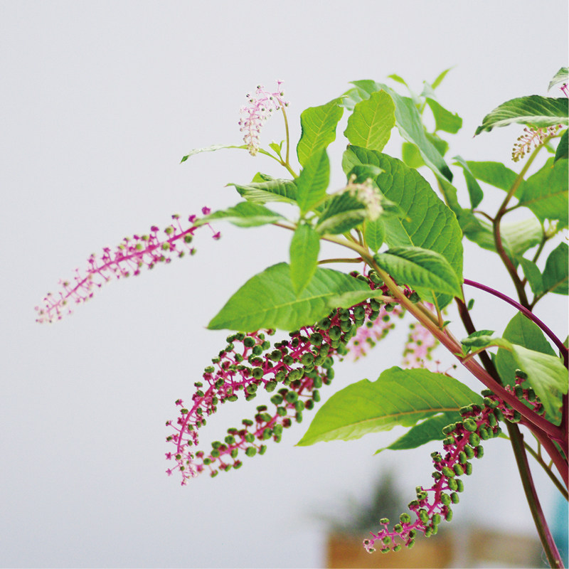 商陆小众稀有精品花材家庭瓶插花艺婚庆节日比赛装饰花束应季鲜花