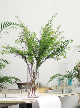 雪柳鲜切花叶大型花艺配叶独立瓶插造型花材昆明直发顺丰空运直达