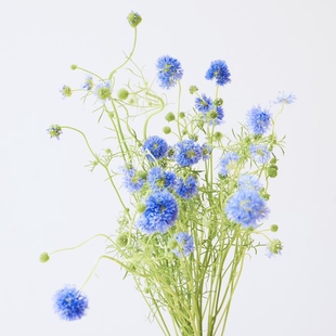 吉利球小众稀有鲜花材家庭瓶插花艺婚庆节日比赛装饰花束应季时令