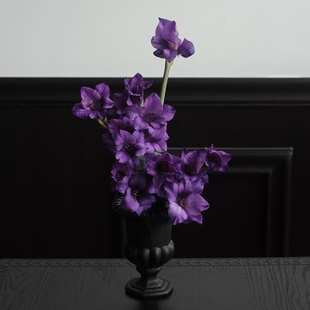 剑兰鲜切花小众稀有精品花材家庭瓶插花艺婚庆节日比赛装饰花束用