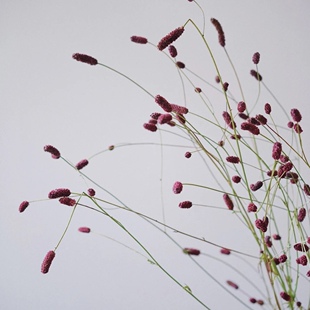 地榆小众稀有精品花材家庭瓶插花艺婚庆节日比赛装饰花束应季鲜花