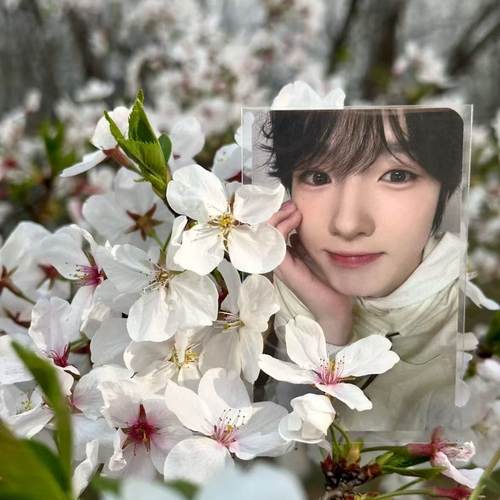 新款nct wish周边小卡sakuya小卡三寸小卡明信片ins自制周边小卡