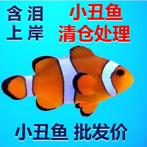 清仓处理小丑鱼上岸处理价