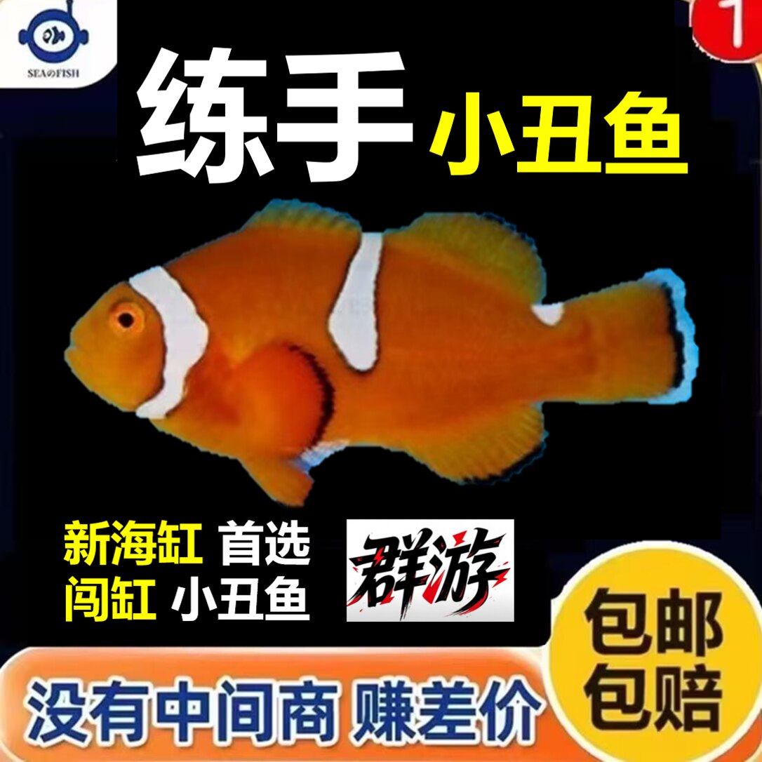 清仓处理小丑鱼上岸处理价