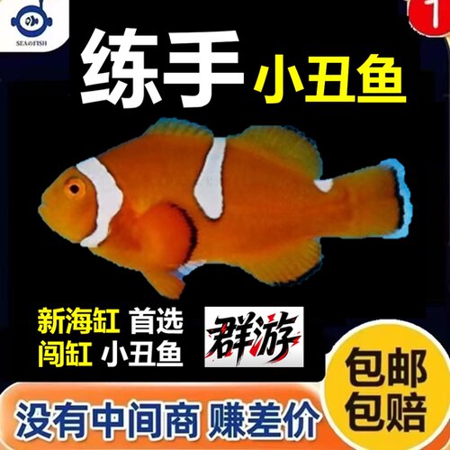 清仓处理小丑鱼上岸处理价
