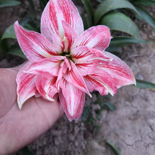 朱顶红花后球,修根剪叶裸球不存在错版(店铺重启,活动进行中)