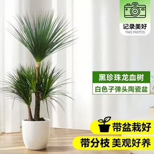 开业乔迁送人绿植龙血树一对一闪送