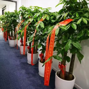 开业乔迁送人绿植大发财树一对一闪送