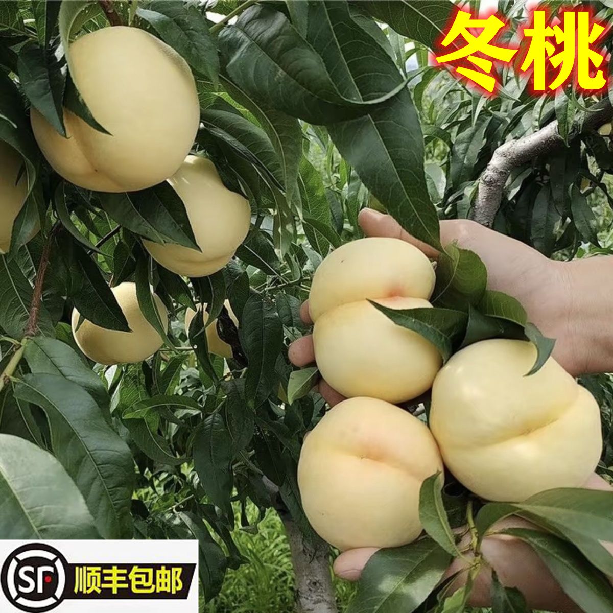 现摘湖北新鲜脆桃子大冬桃白桃毛桃