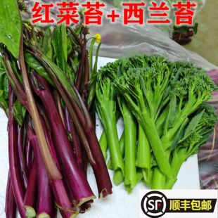 湖北新鲜西兰花西兰苔紫菜苔红菜苔长杆甜杆青花苔农家蔬菜组合顺