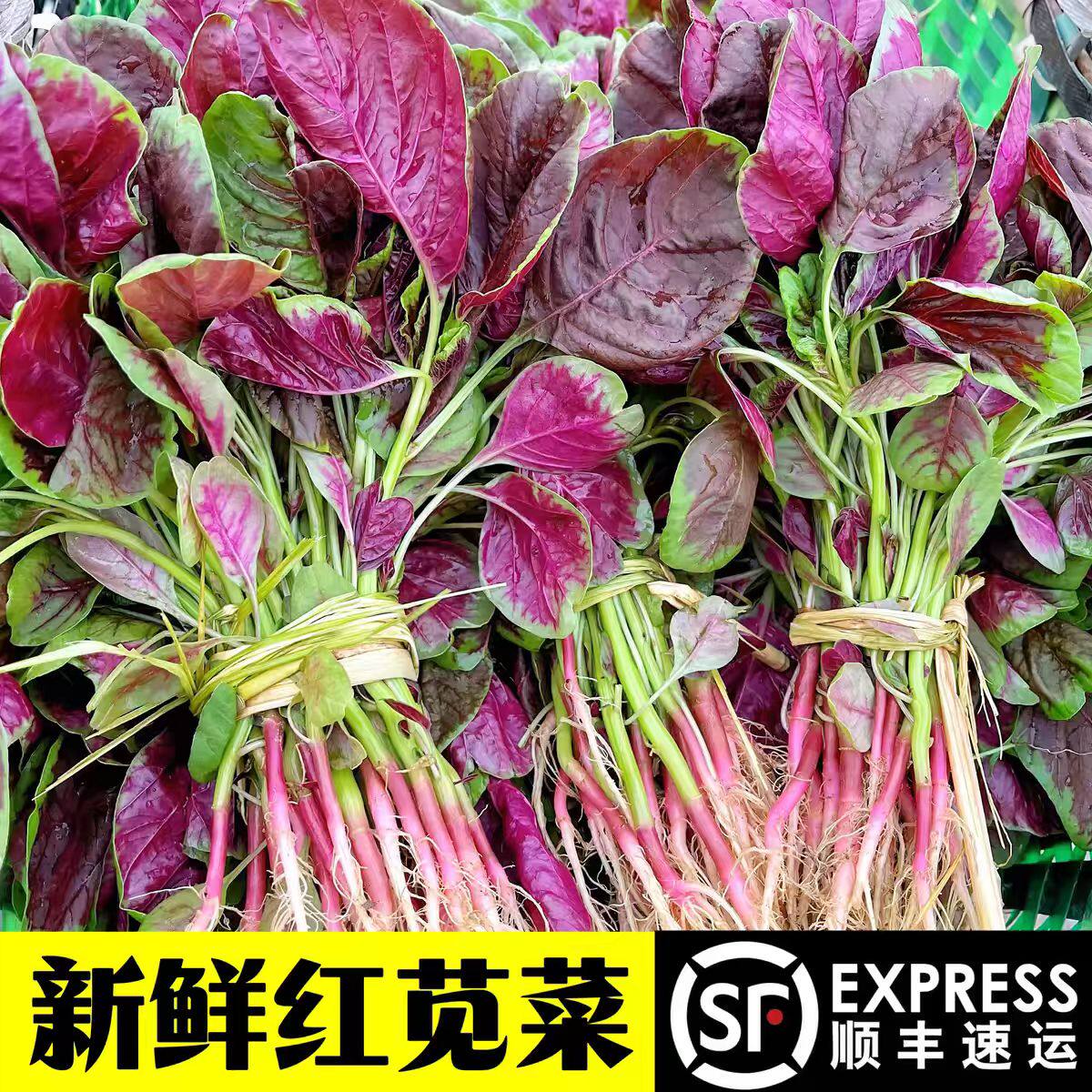 现摘新鲜红汉菜红新鲜红紫苋菜蒜蓉汗菜女人菜红叶菜圆叶菜4顺丰