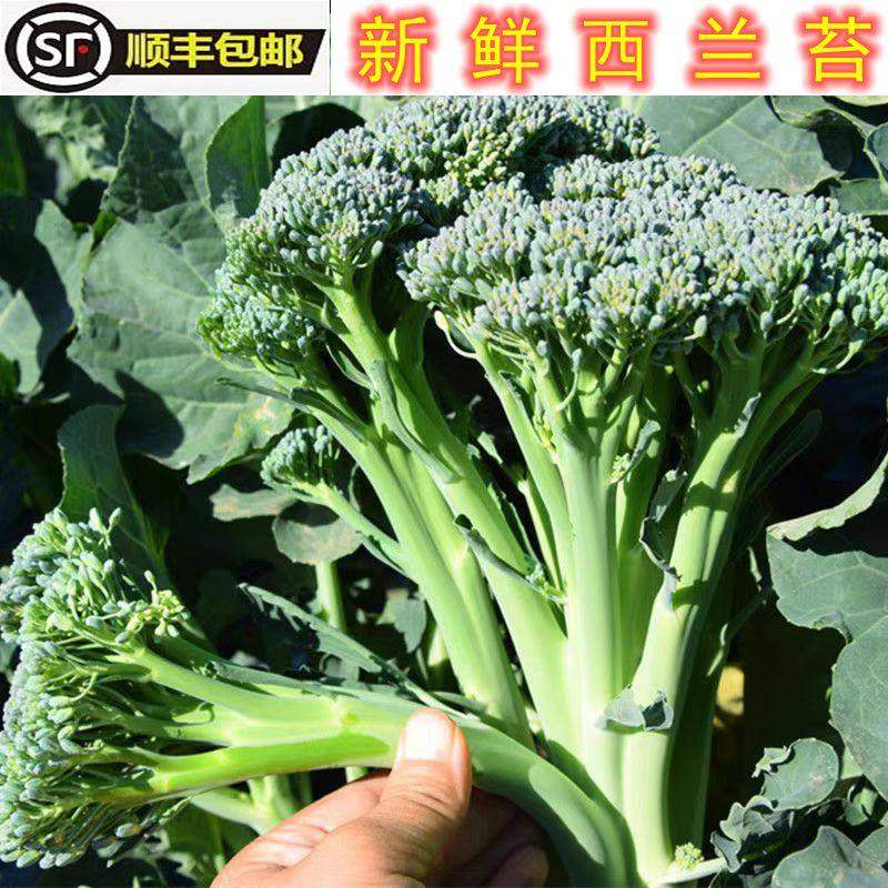 湖北新鲜西兰苔青花笋长杆西兰台脆嫩小甜杆手指西兰苔蔬菜顺丰5
