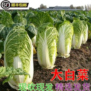 打霜新鲜农家大白菜5号白菜叶蔬菜青菜火锅食材非白菜苔4-5斤顺丰