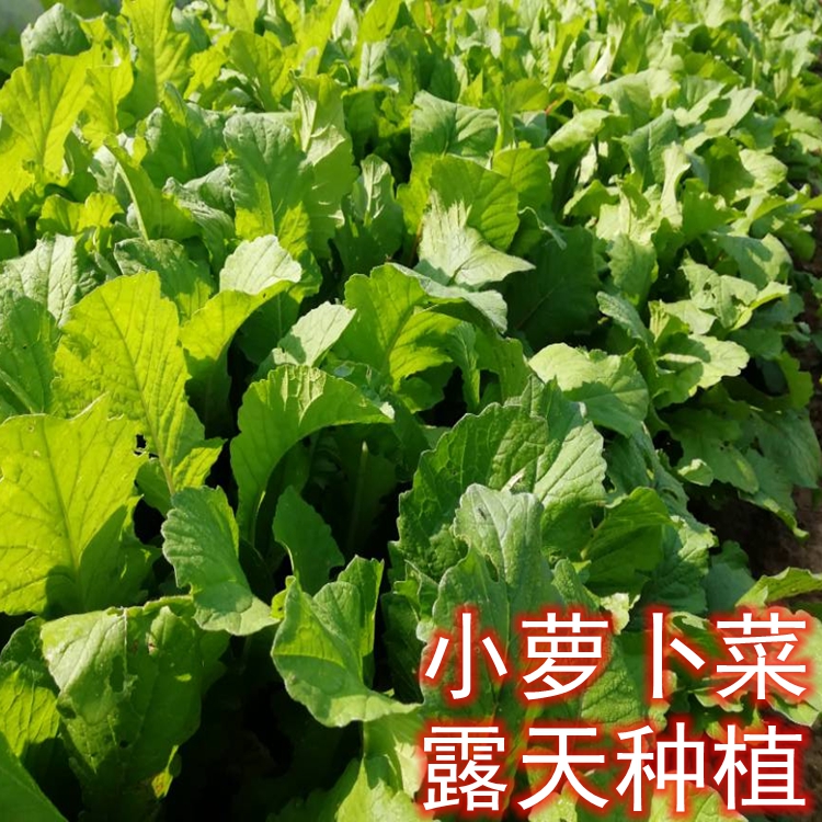 小菜杆梗缨新鲜农家萝卜萝卜子萝卜秧子菜红4叶子2苗蔬菜包邮黄-