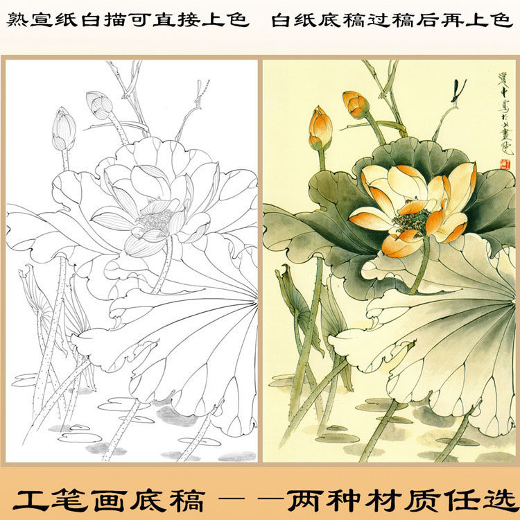 h109王道中荷花工笔画熟宣纸白描直接上色白纸底稿过稿再上色条幅