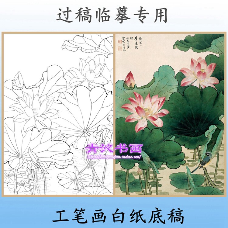 h225田世光荷花工笔画白描底稿实物白纸线描画稿过稿临摹专用条幅