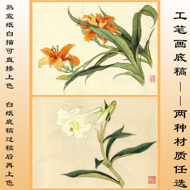 z46俞致贞百合田世光萱草花卉工笔画白描底稿熟宣纸作业画初学用