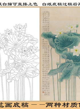 工笔画白描底稿荷花直接上色