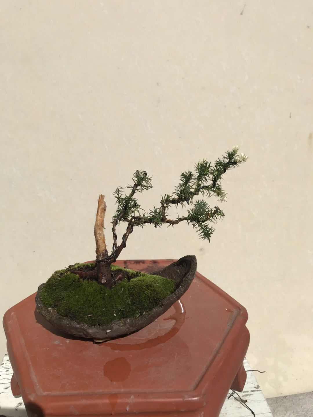 【微型求败】微型珍珠柏盆景