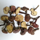 25年尾货有虫眼特价 清仓活动广西纯野生灵芝赤灵芝红灵芝泡茶