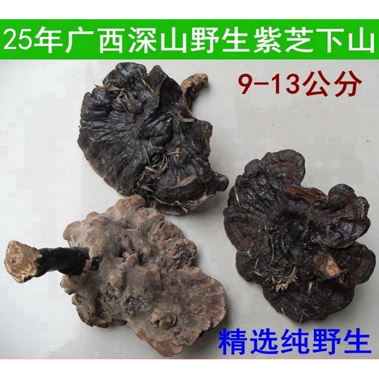 25年尾货特价广西深山中朵纯野生灵芝紫灵芝黑芝泡茶9-13厘米
