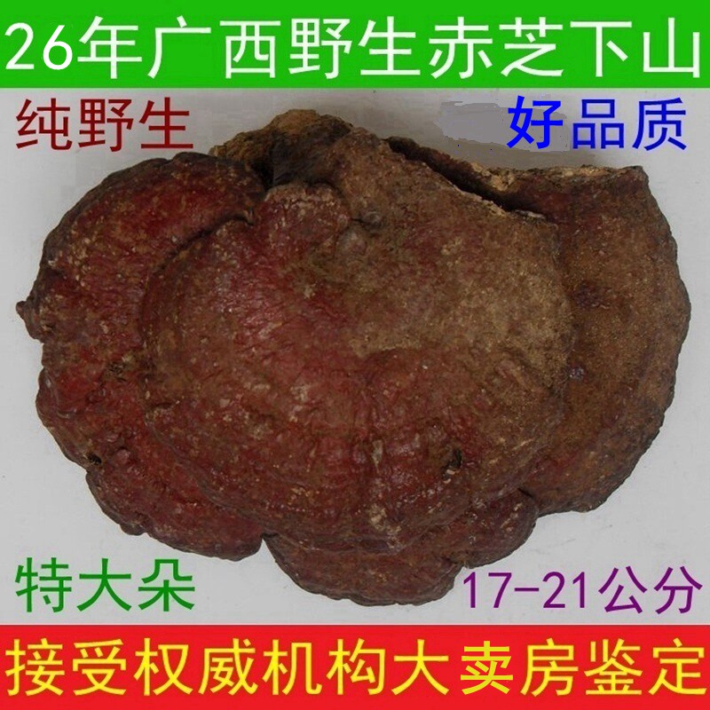 26年新摘广西深山特大朵野生灵芝整枝赤灵芝泡茶17厘米以上