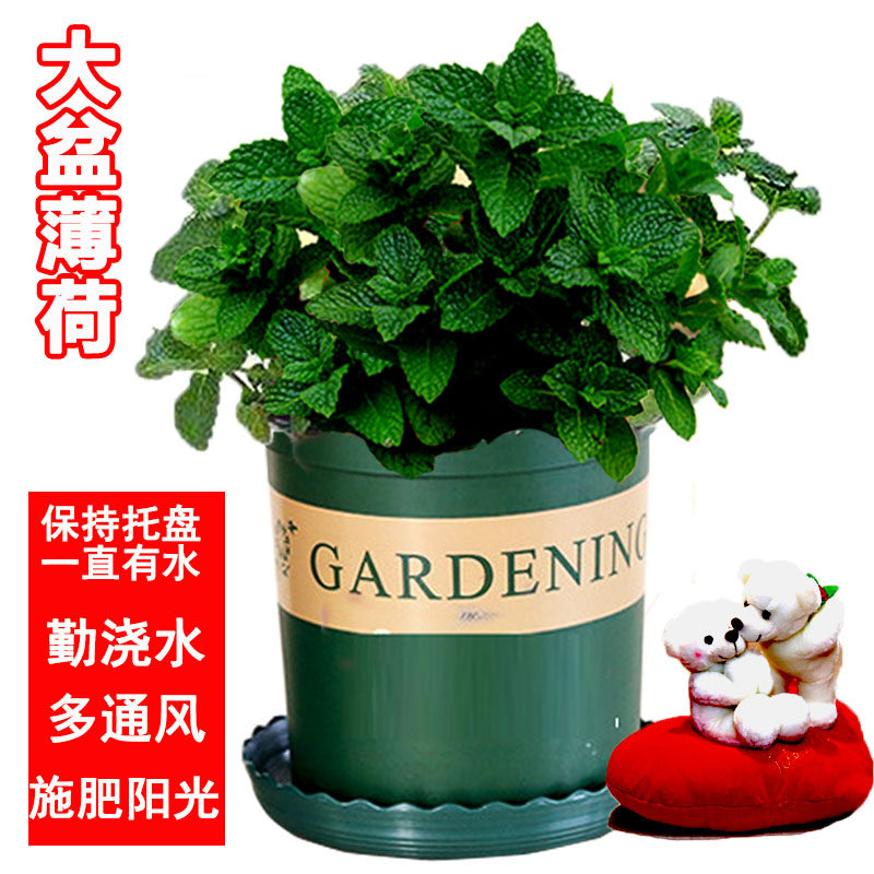 【仅售天津】薄荷盆栽罗勒千层塔可食用驱蚊植物西餐入菜料理香草
