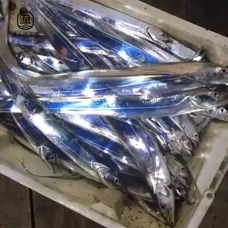 舟山海钓大带鱼当天鲜发，合作船队全年海钓  全国顺丰